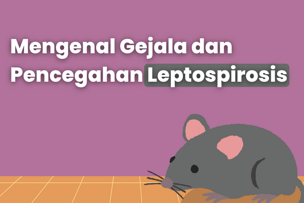 Mengenal Gejala dan Pencegahan Leptospirosis